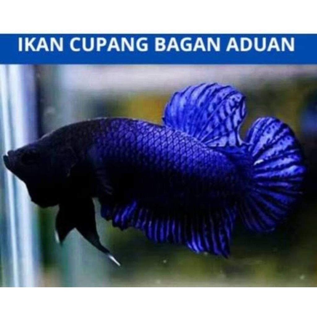 Hiasan Katong Cupang Medan Bagan Aduan qualitas Super++
