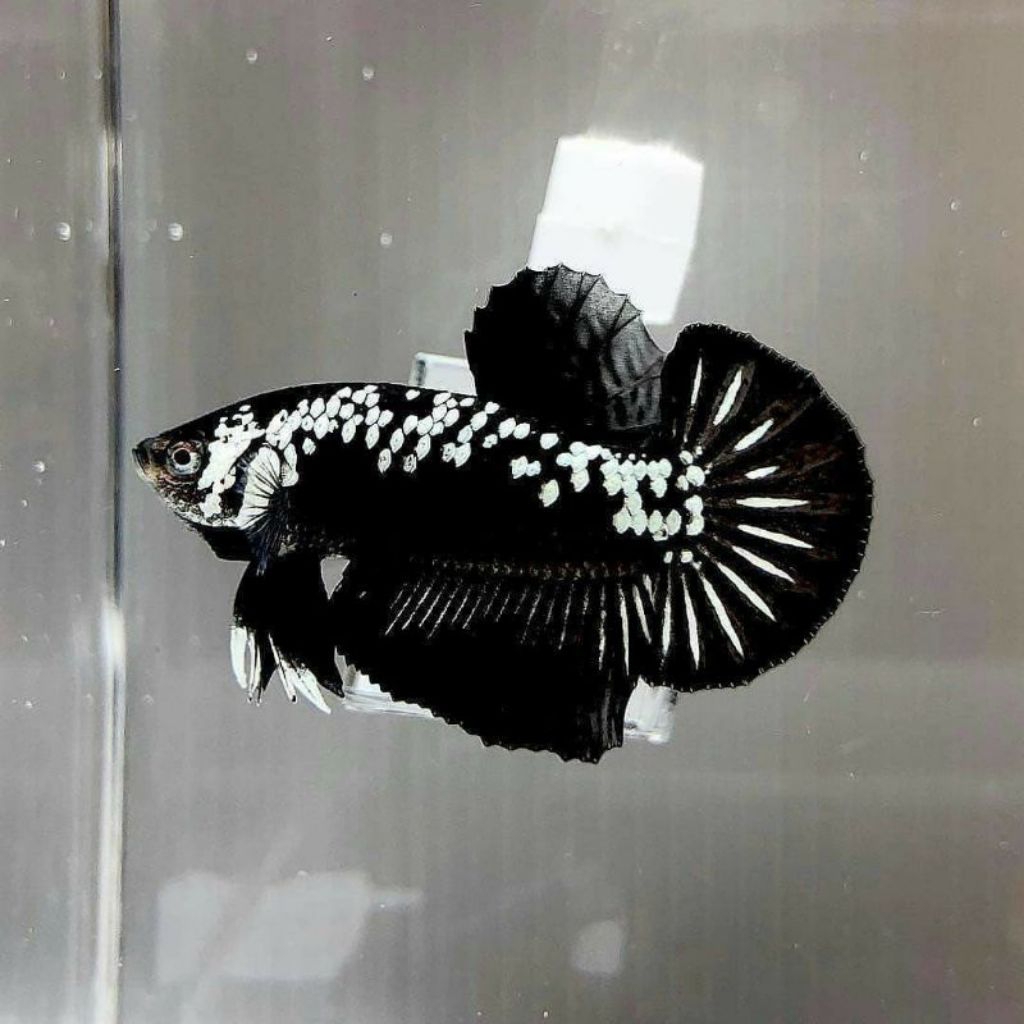 New Hiasan aquarium 2 ekor Cupang Black samurai Bergaransi