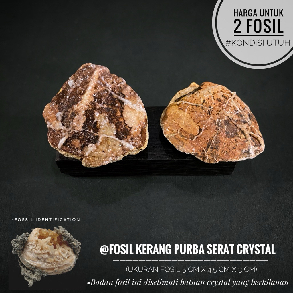 Fosil Kerang Purba Semi Crystal B33 atau Fossil Bivalvia atau Fosil Keong atau Fosil Shell atau Fosi