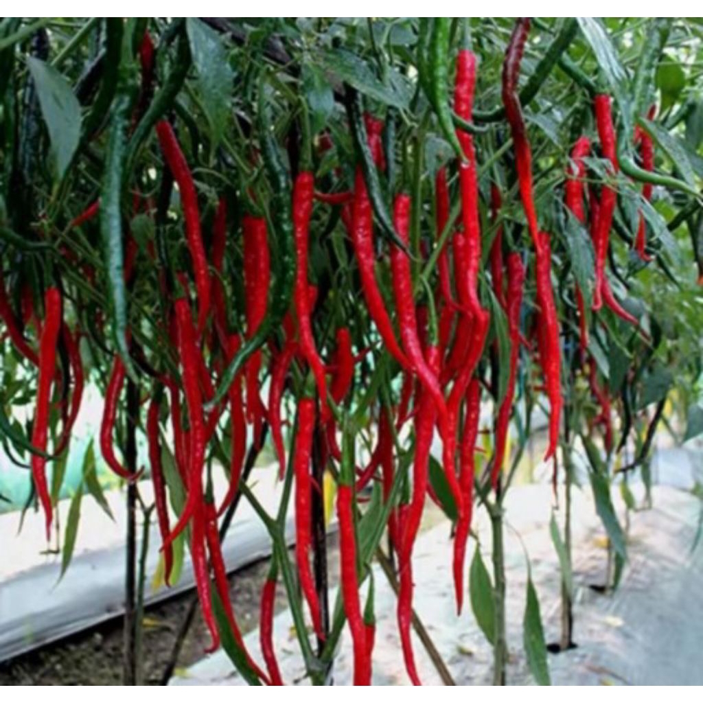 BIBIT POHON CABE MERAH KERITING/BIBIT TANAMAN CABE MERAH KERITING
