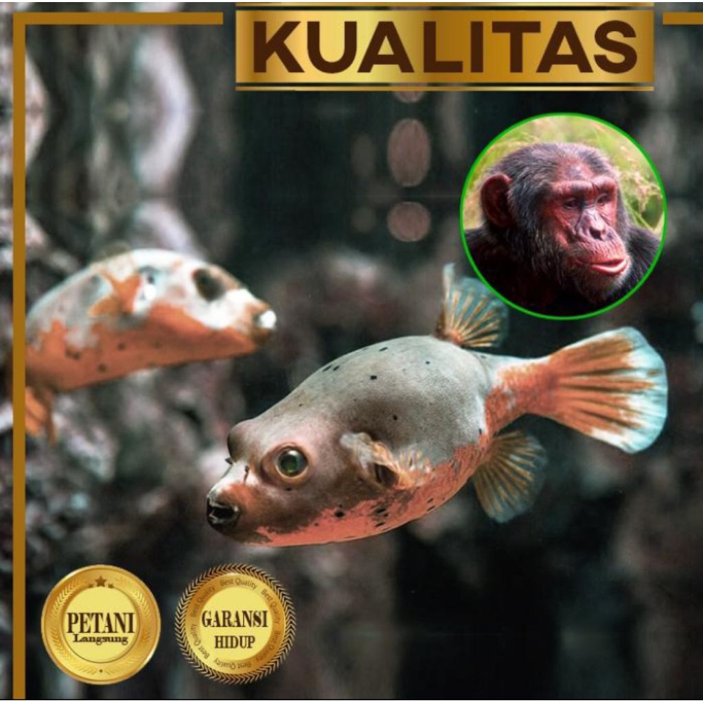 Puffer Fish Muka Kera Ikan Hias Aquascape