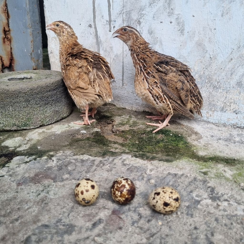 burung puyuh 1 pasang dewasa