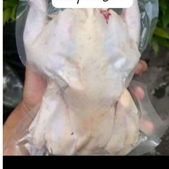 AYAM KAMPUNG KAKI PUTIH