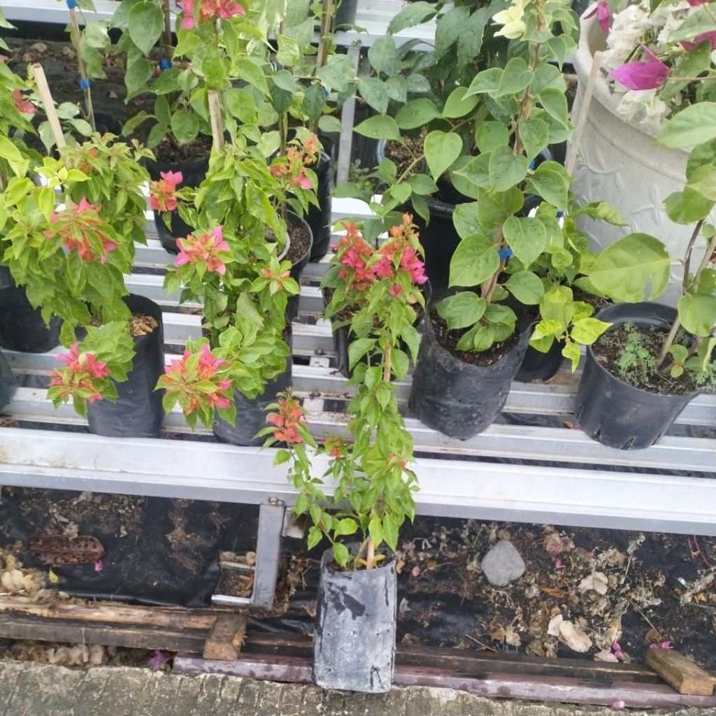 bougenville ekor Musang merah original