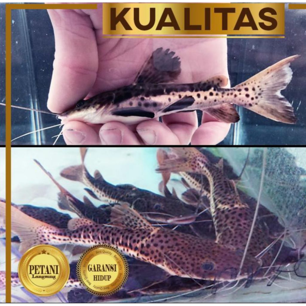 Leopard Catfish size M Ikan Hias Predator