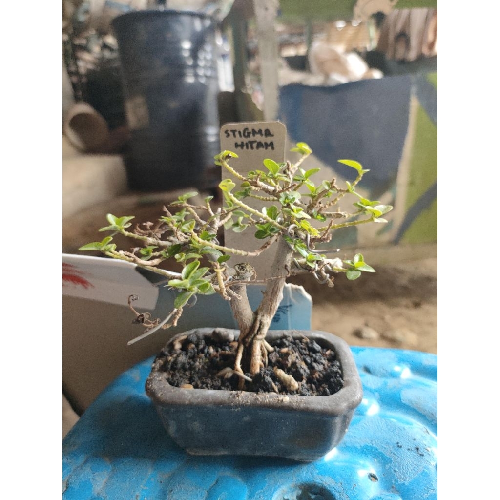 16. bonsai mini Sti6ma hitam sancang mini siap pajang