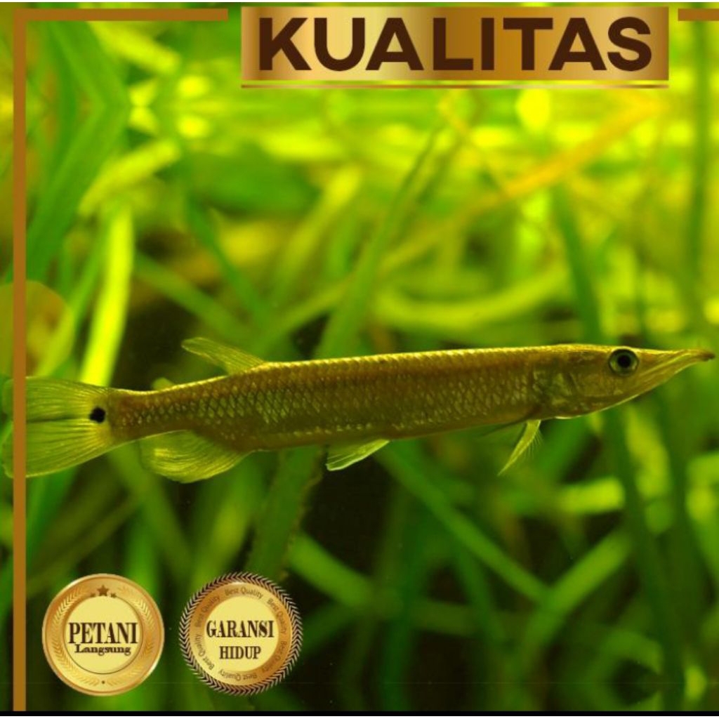 Hujeta Gar Ikan Hias Predator Hiasan