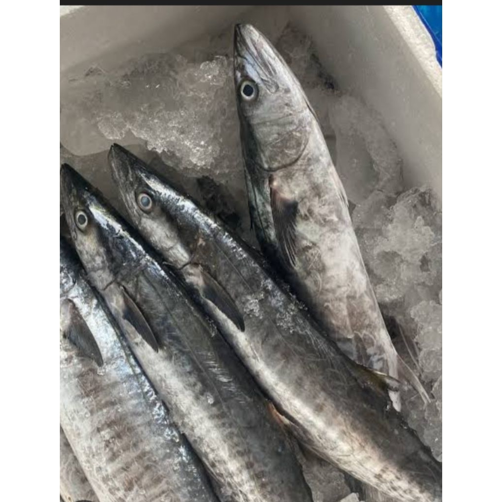 Ikan Tenggiri Fresh