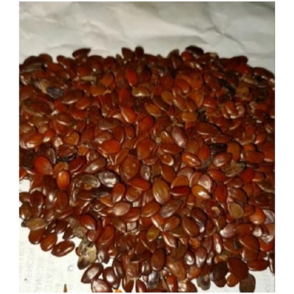 jual petai lamtoro/petai cina sudah kering 50gr
