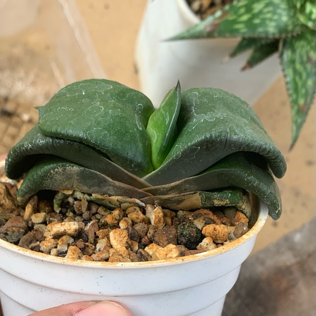 Gasteria armstrongii armstrongi armstrong  kaktus var kaktus tanaman hias hidup gurun hadiah gift ho