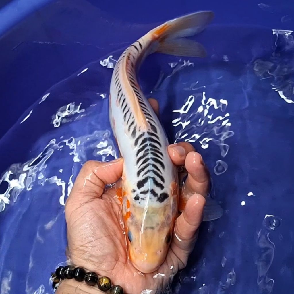 Ikan Koi Blitar Jenis Shusui / Rumah Koi Jakarta / kode 007