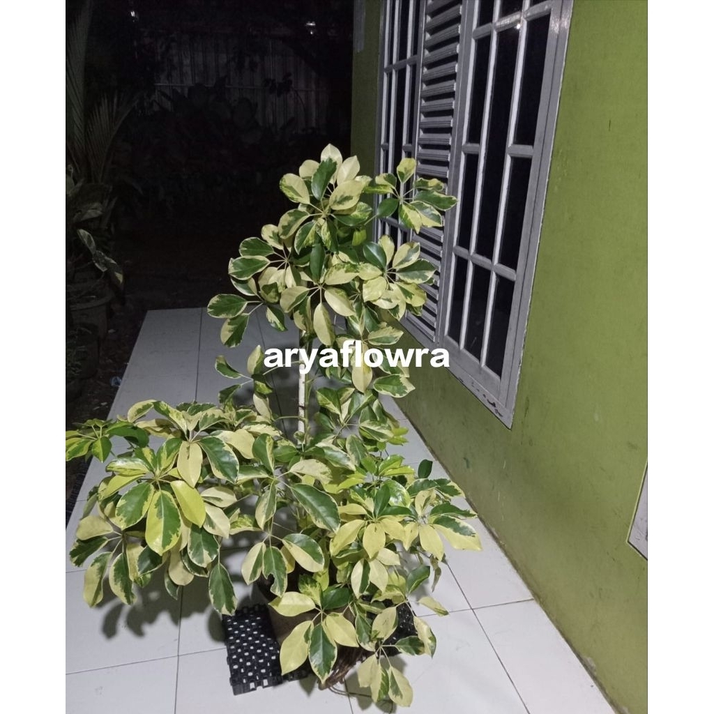 tanaman hias Walisongo variegata tinggi 1 meter / Walisongo keju