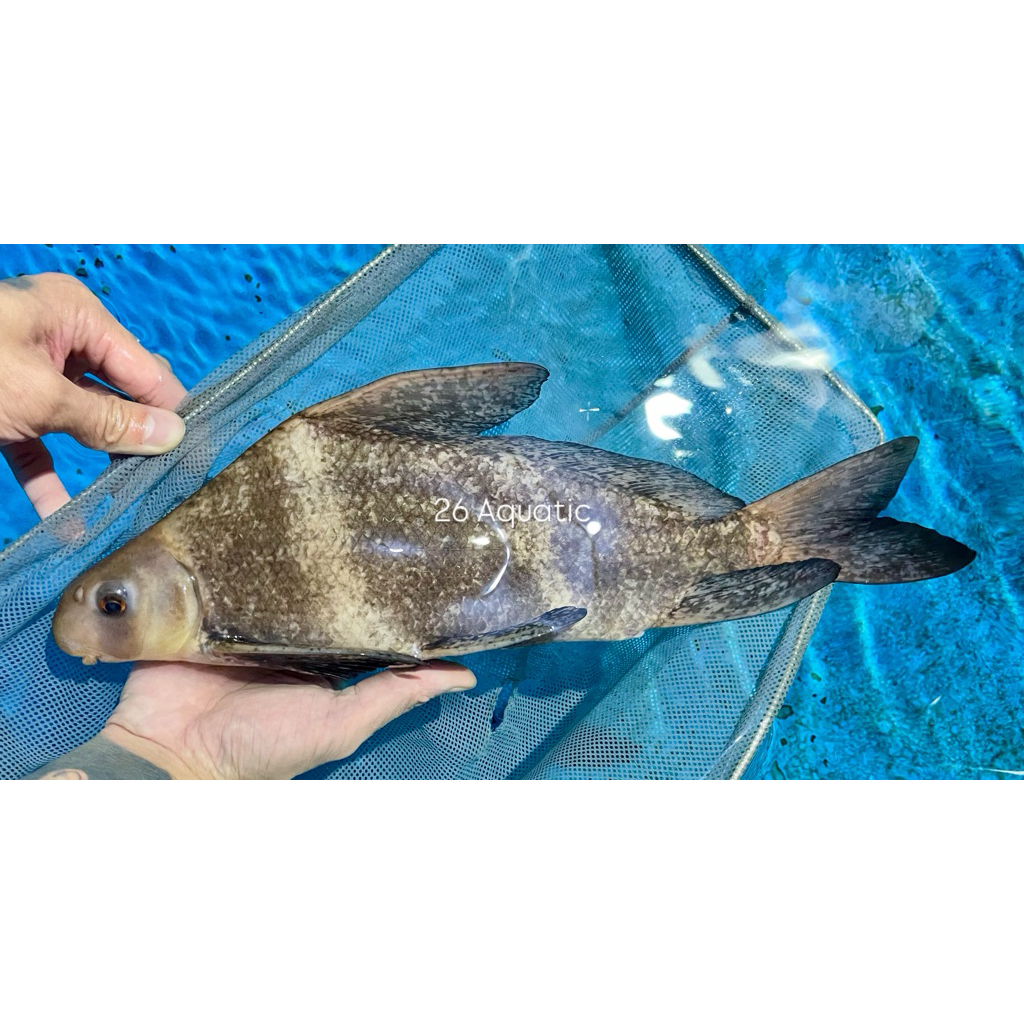 Chinese High Fin | CHF Jumbo Air Tawar Rare Size