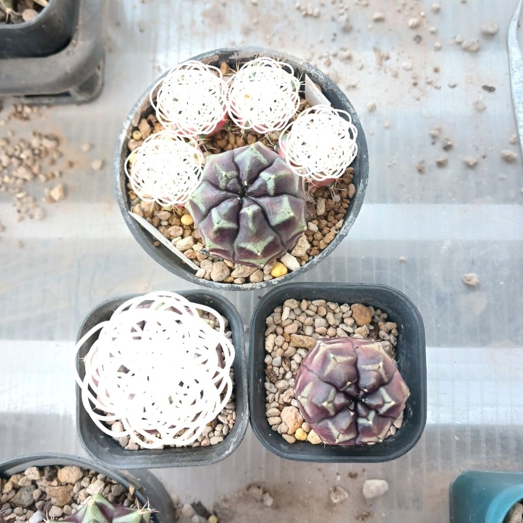 Gymnocalycium Daydream Ownroot | kaktus