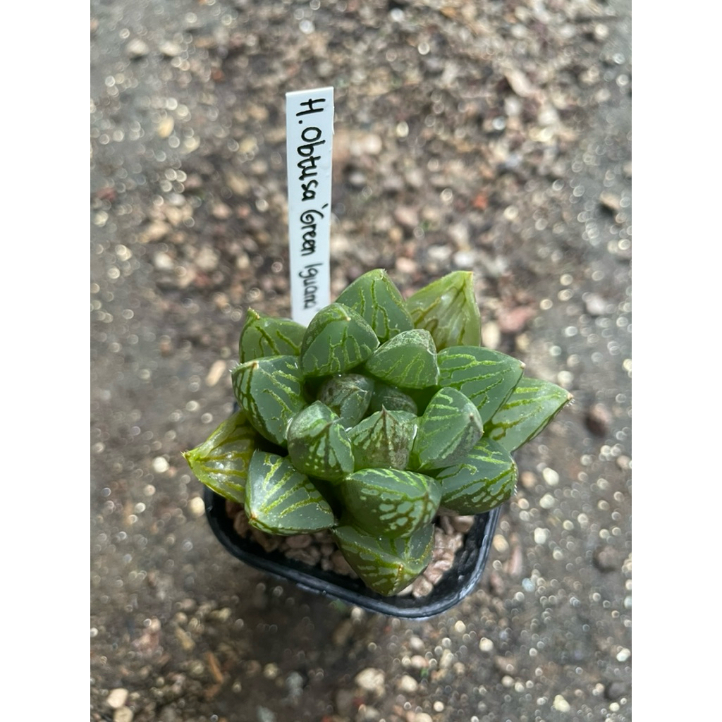 Haworthia Obtusa ‘Green Iguana’