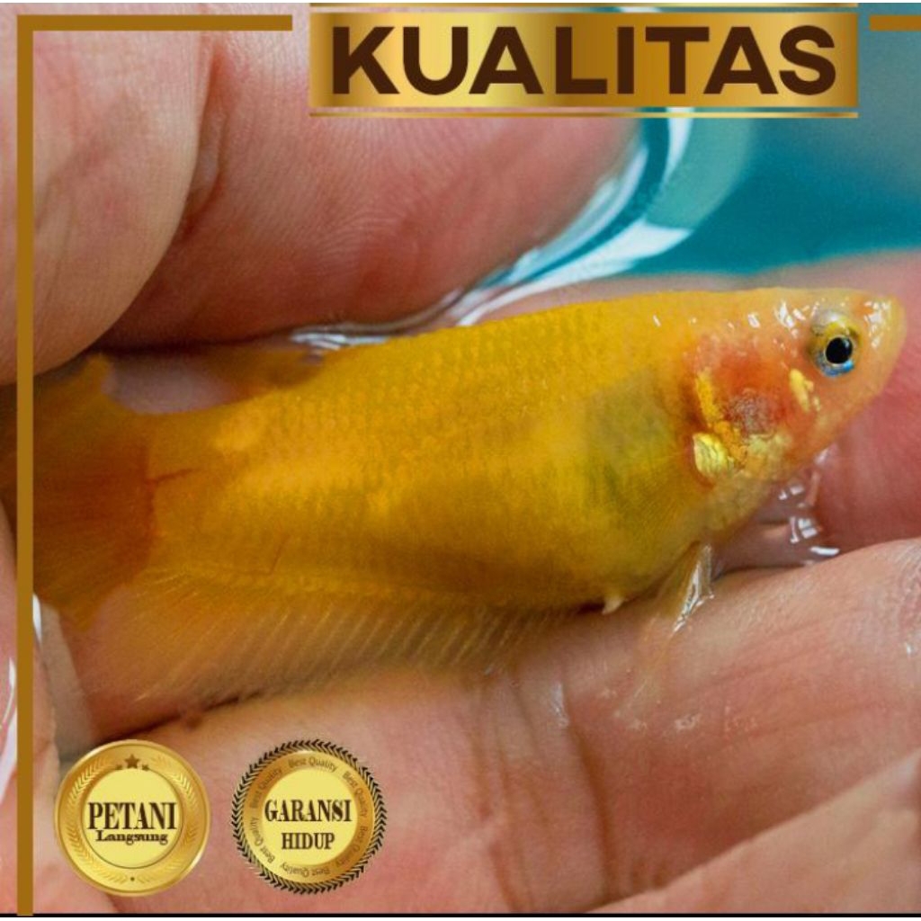 Ikan Cupang Betina Full Yellow Plakat Hiasan