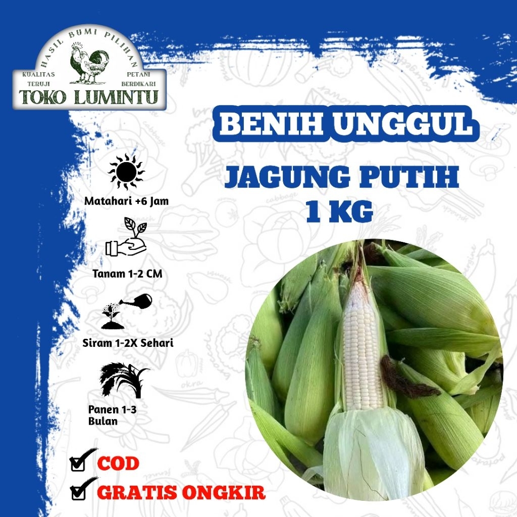 Benih Jagung Putih Ketan 1kg - Bibit Jagung Pulut Hibrida F1 Tahan Hama
