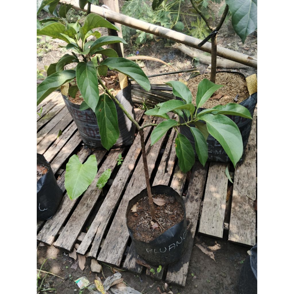 Bibit alpukat pluwang