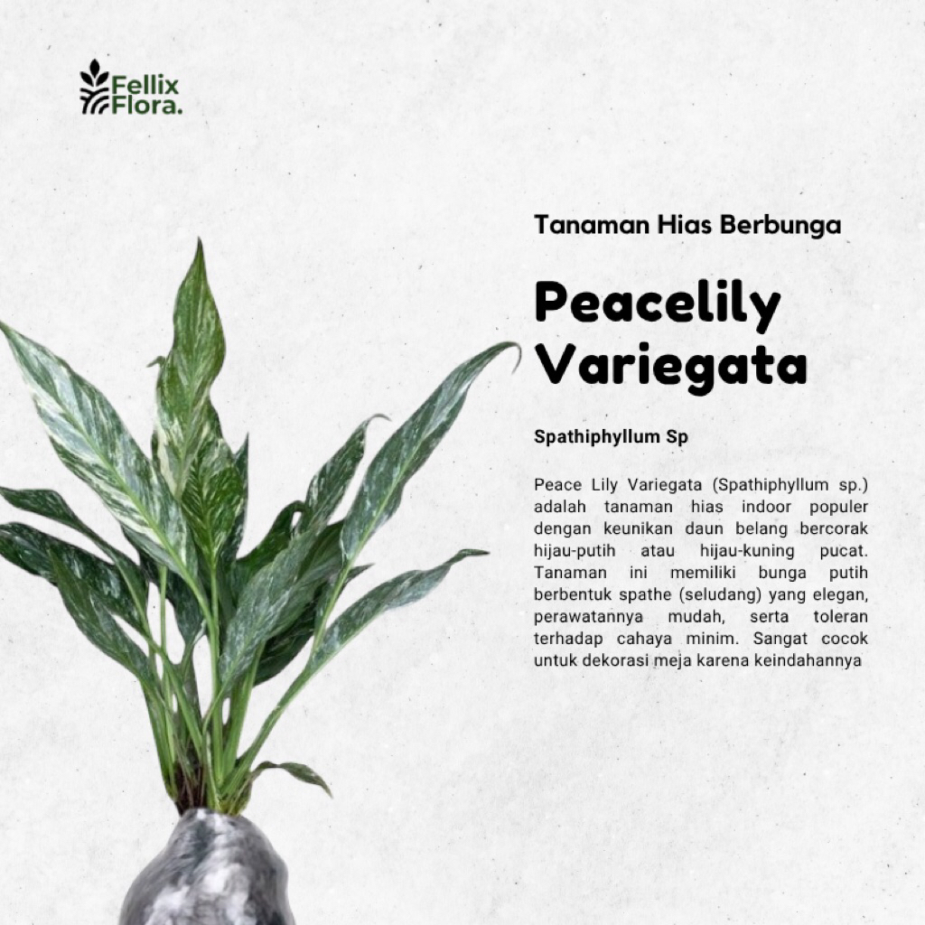 Tanaman Hias Bunga Peach Lily Sepatufillum Varigata