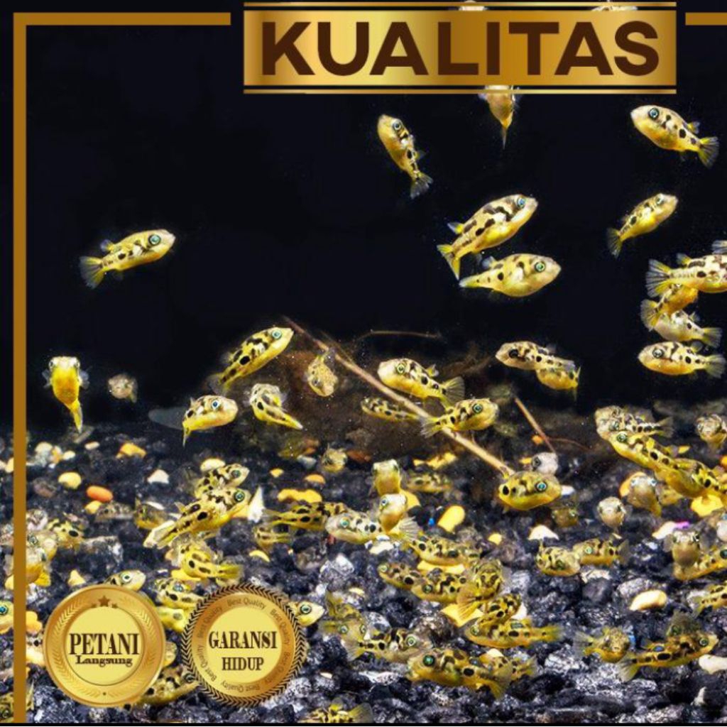 Mini Puffer Fish Ikan Hias Aquascape Hiasan