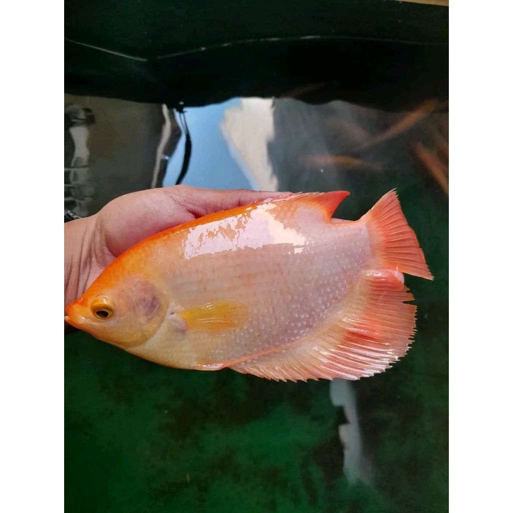 bibit gurame Padang ukuran mild /3-4 jari hiasan aquarium enak di pandang enak di makan