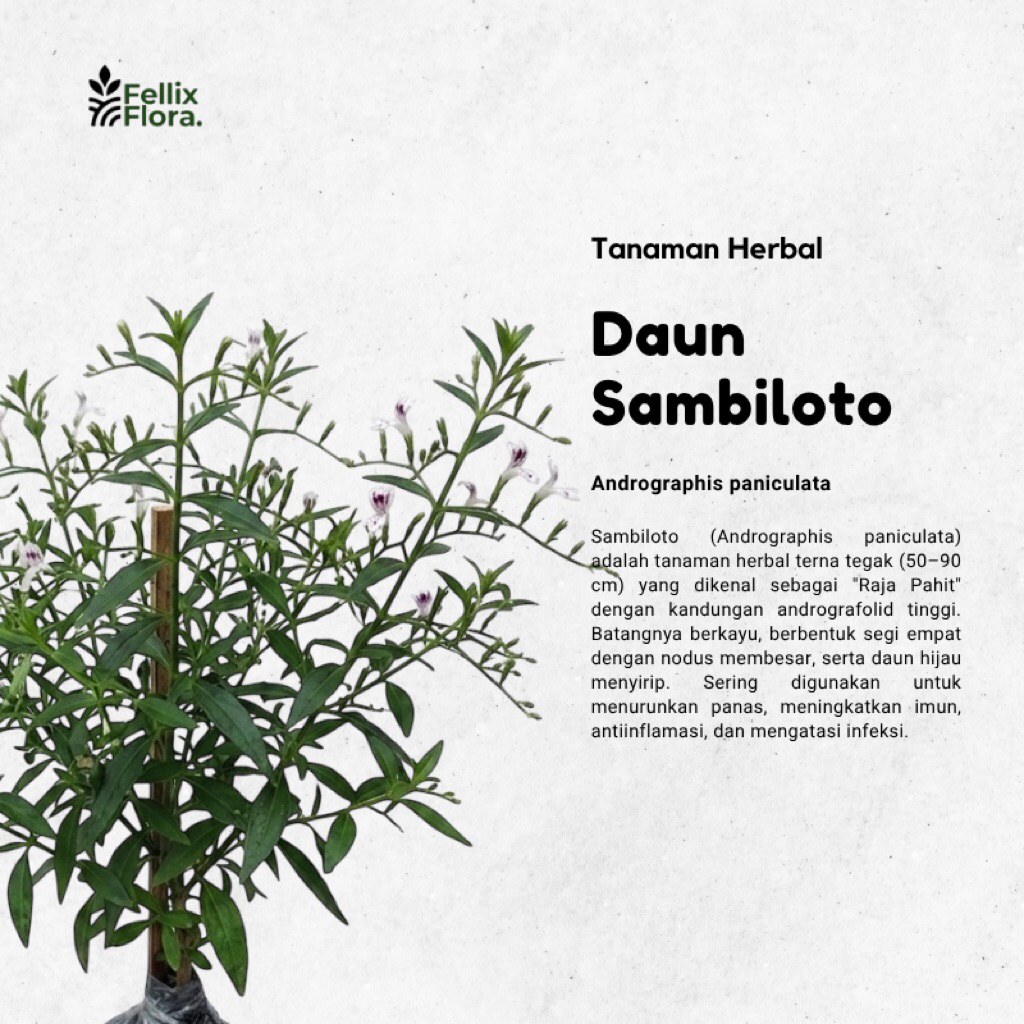 Tanaman Herbal sambiloto / tanaman Toga Daun Sambiloto