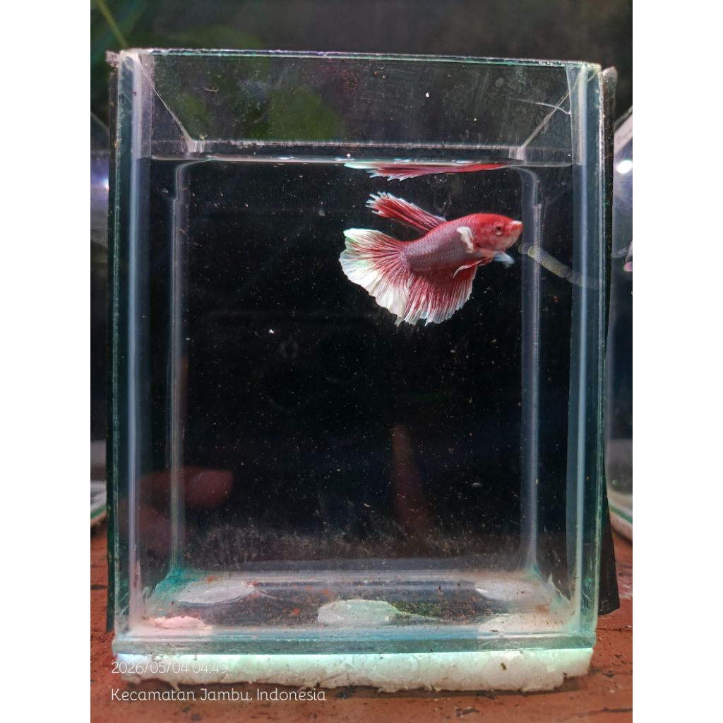 Cupang halfmoon red butterfly bahan