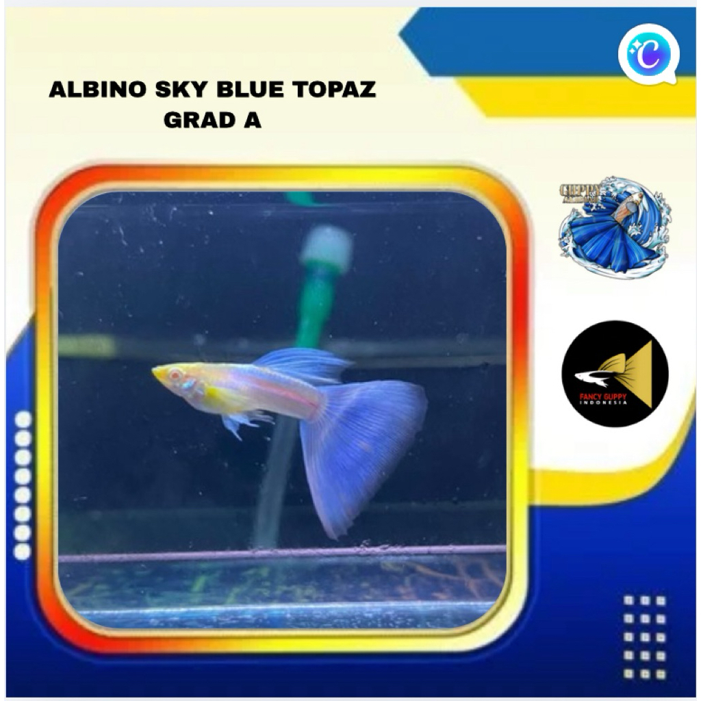 guppy albino sky blue topas sepasang grade A, hiasan aquariuM