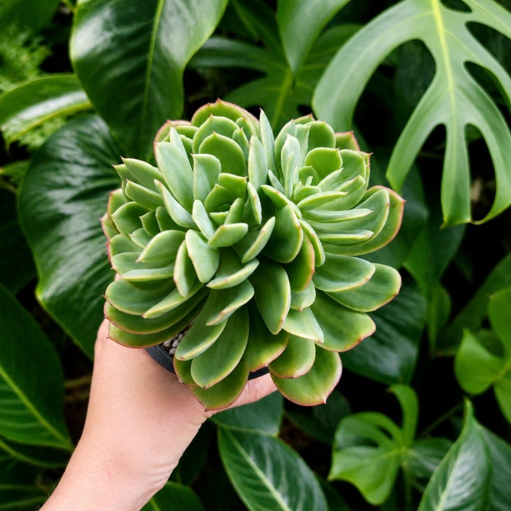 Kaktus Sukulen Echeveria Lemon Lime  Sukulen Jumbo