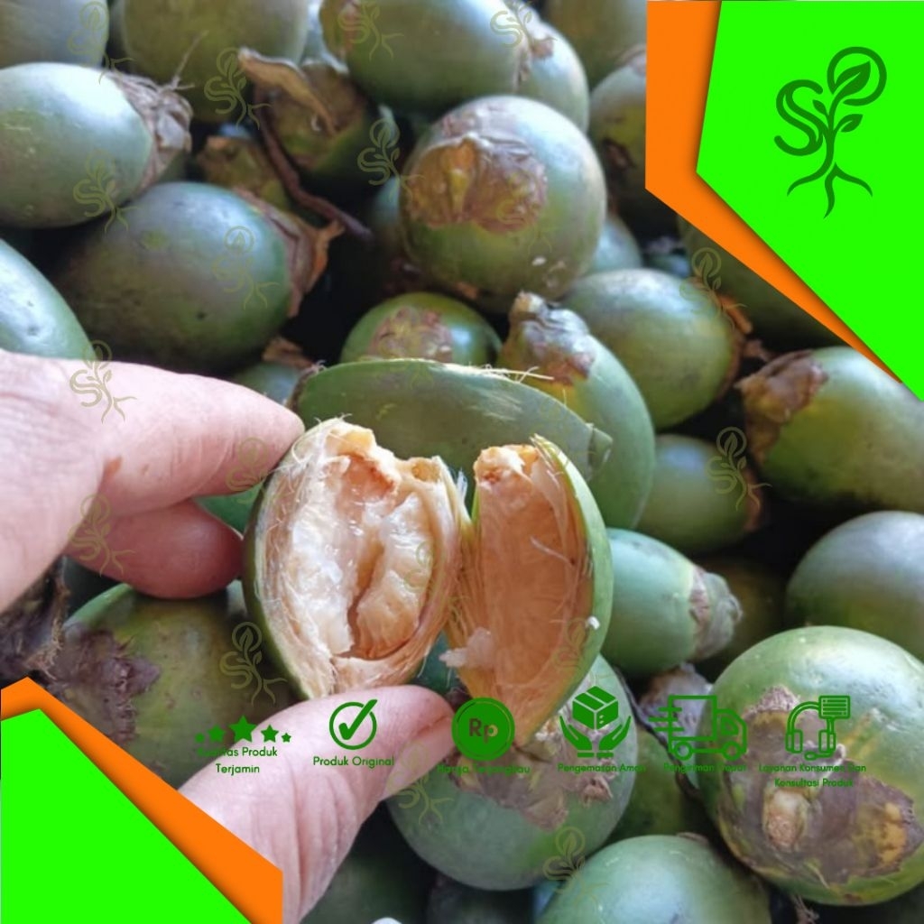 obat kuat herbal buah pinang muda atau jambe 1kg obat kuat untuk(laki-laki)