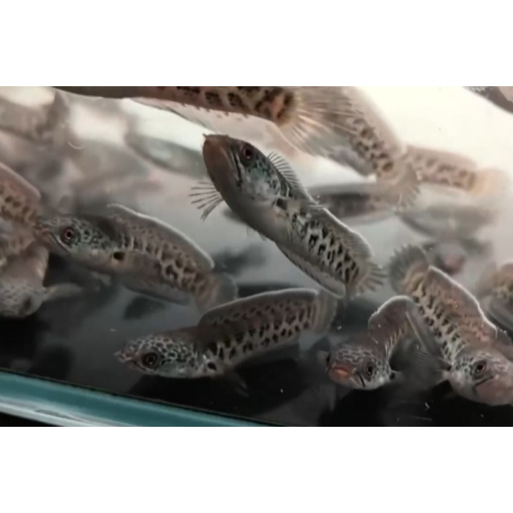 Hiasan Aquarium Channa Auranti 5-7 cm
