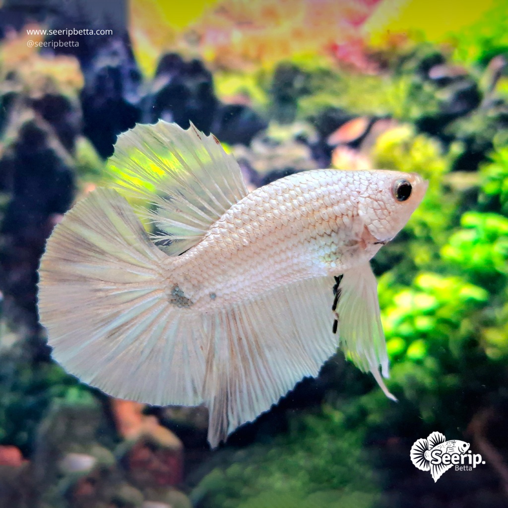 HMPK White Bester | Seerip Betta