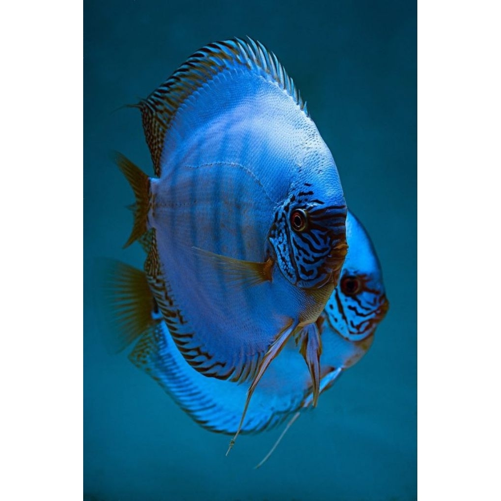 Pembersih Discus Blue Cobalt