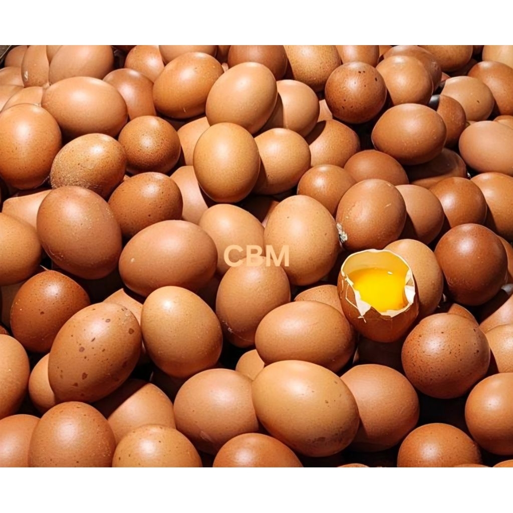 AGEN TELOR AYAM Negeri SUPER Fresh dan Bagus ISI 1 KG (15 - 18 Butir )
