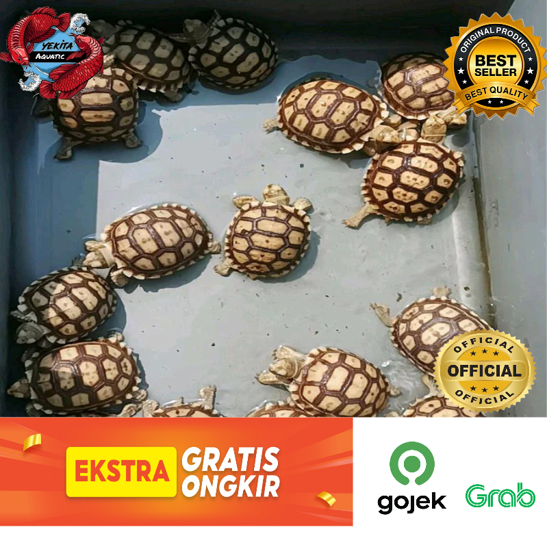 Sulcata Baby CB Indo Grade A+ | Sulcata Baby 10-cm | Kura Kura Pelet