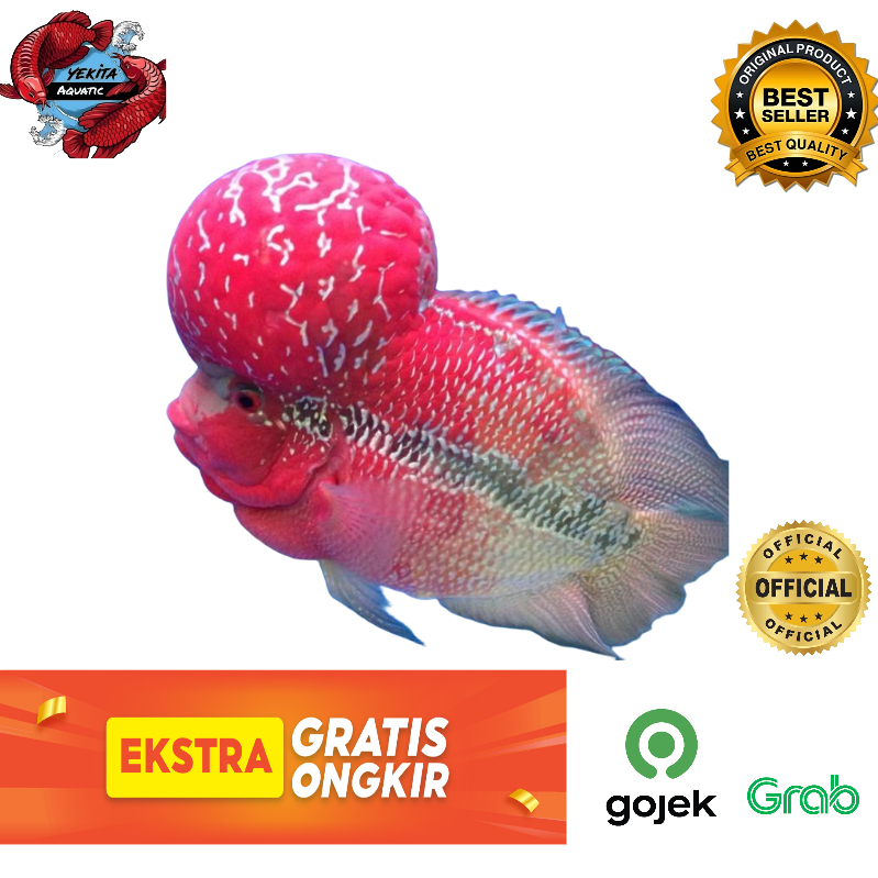 Ikan Louhan SRD/SRM Thailand Jenong Merah Mutiara 18-20 cm up m+_