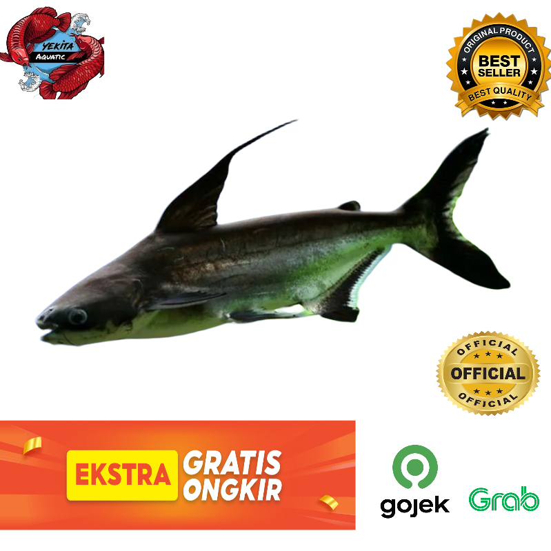 ikan genghiskhan hiu tawar 20-25