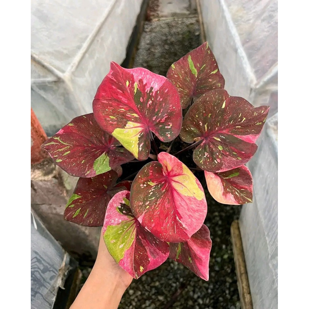 Caladium Yellow star