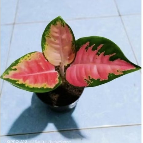 ( COD ) Aglonema Kochin pink Compacta / Rainbow