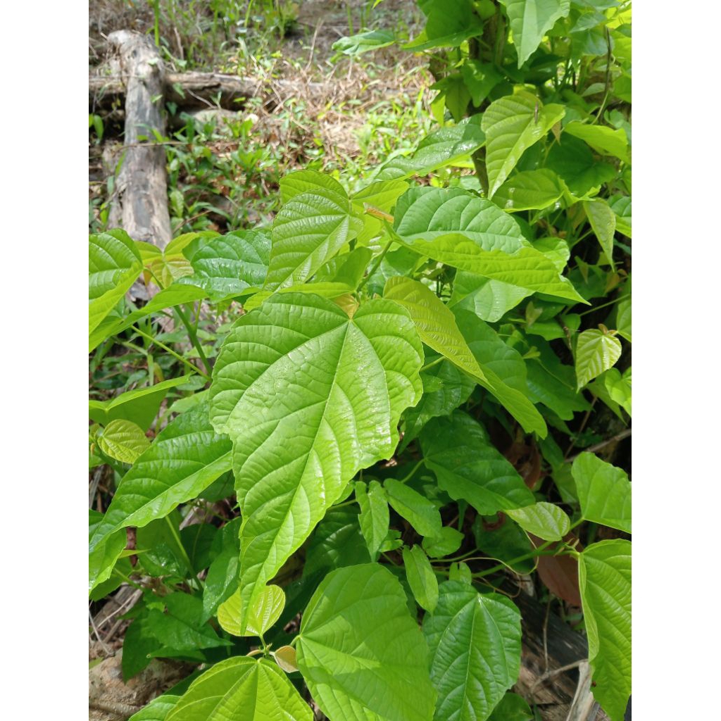 stek/anakan pohon paliasa obat herbal