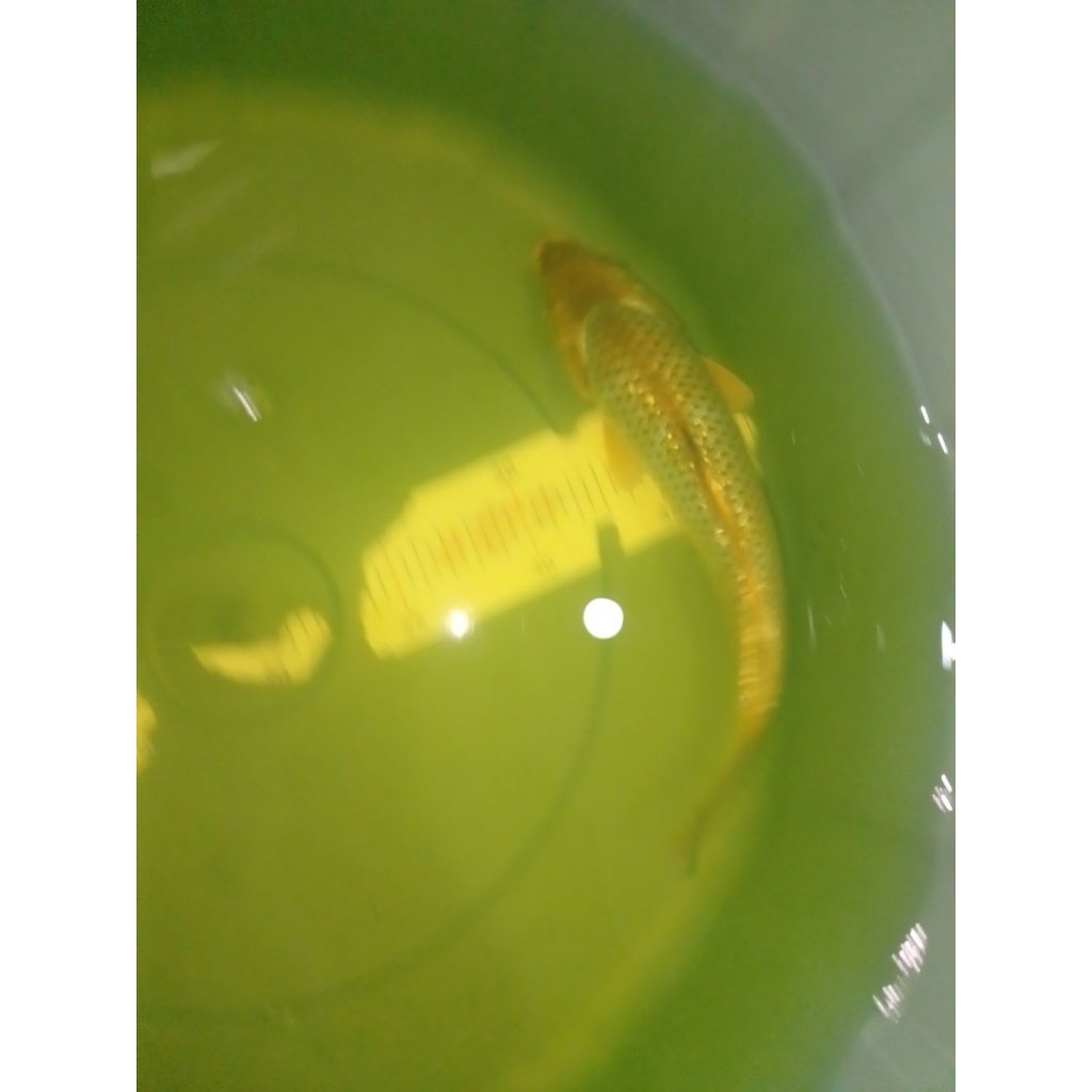Ikan koi jenis Ochiba Ginrin 23cm antikan