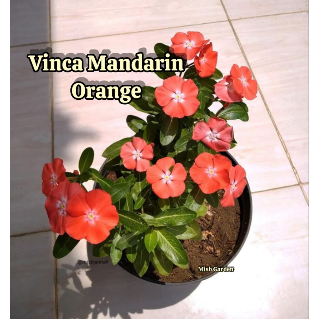 Benih Bunga Vinca Mandarin Orange