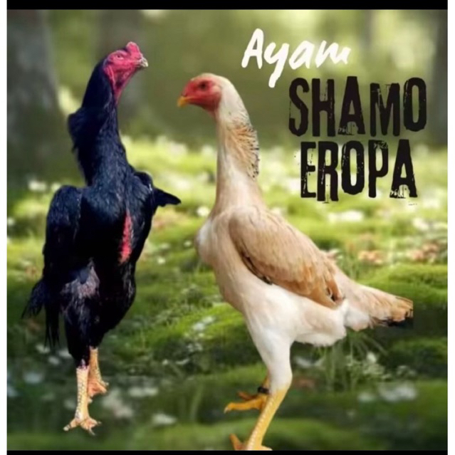Telur ayam shamo eropa ori petarung untuk tetaskan
