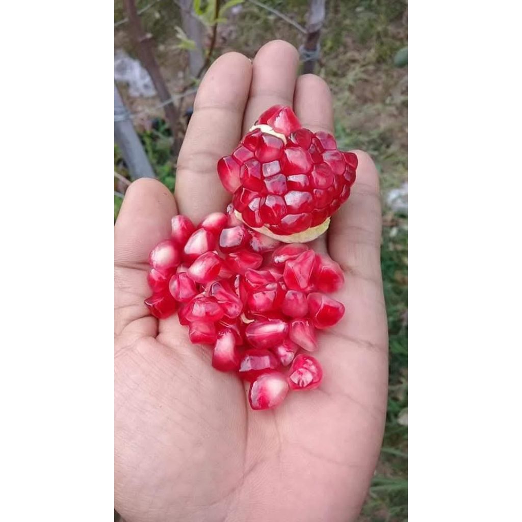 Bibit delima merah biji lunak India