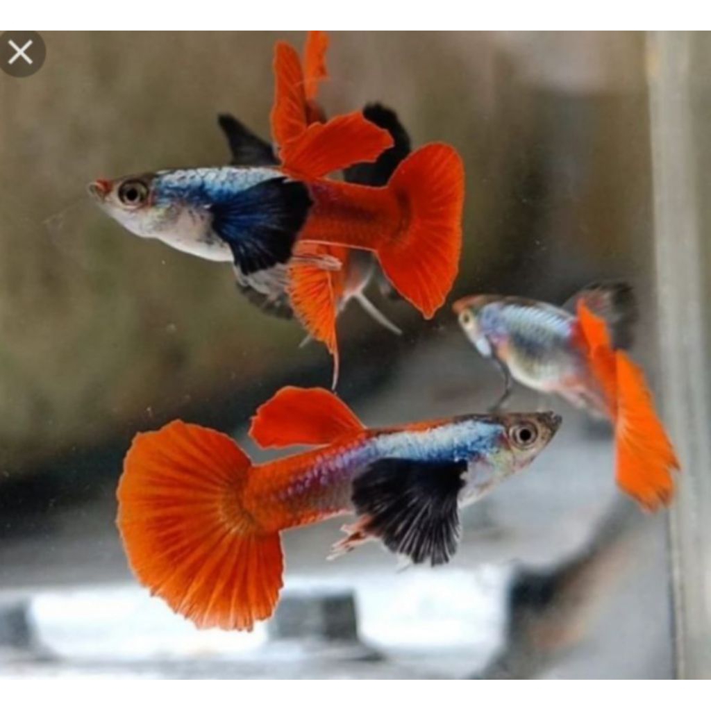 guppy prtde
