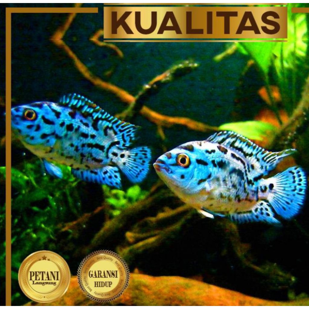 Electric Blue Jack Dempsey (EBJD) Ikan Hias