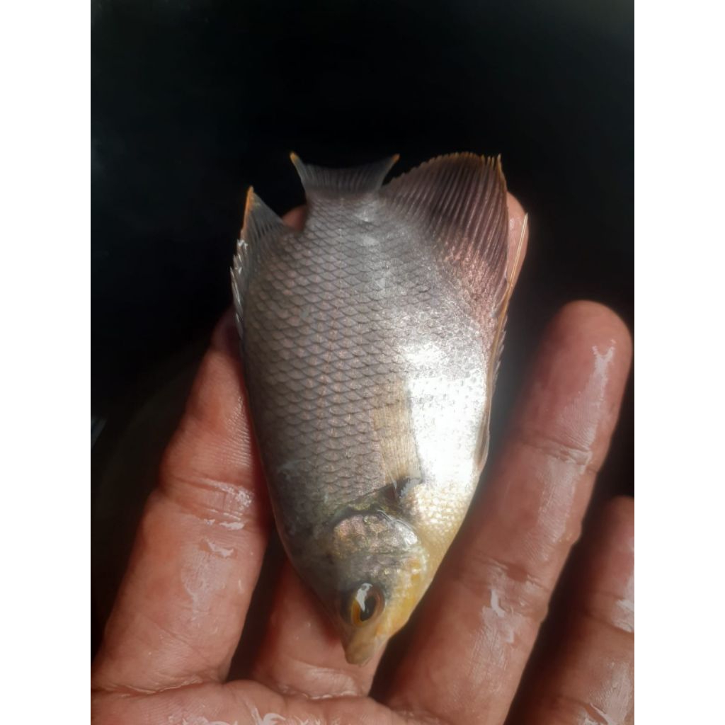 bibit ikan gurame super
