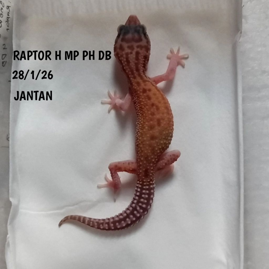 GECKO LEOPARD RAPTOR JUVE