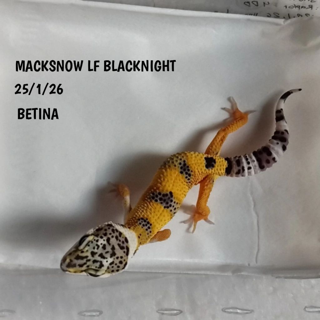 GECKO LEOPARD MACKSNOW LF BLACKNIGHT JUVE SPEK KONTES