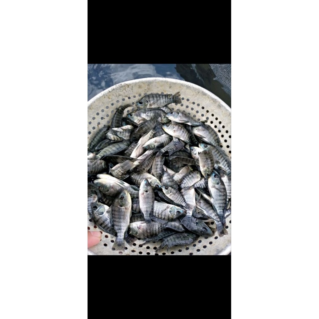 Bibit Ikan Mujair Hitam Super Literan